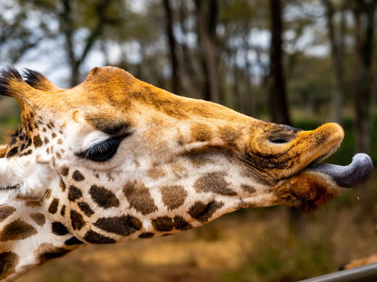 Ice skating giraffes in&nbsp;Nairobi