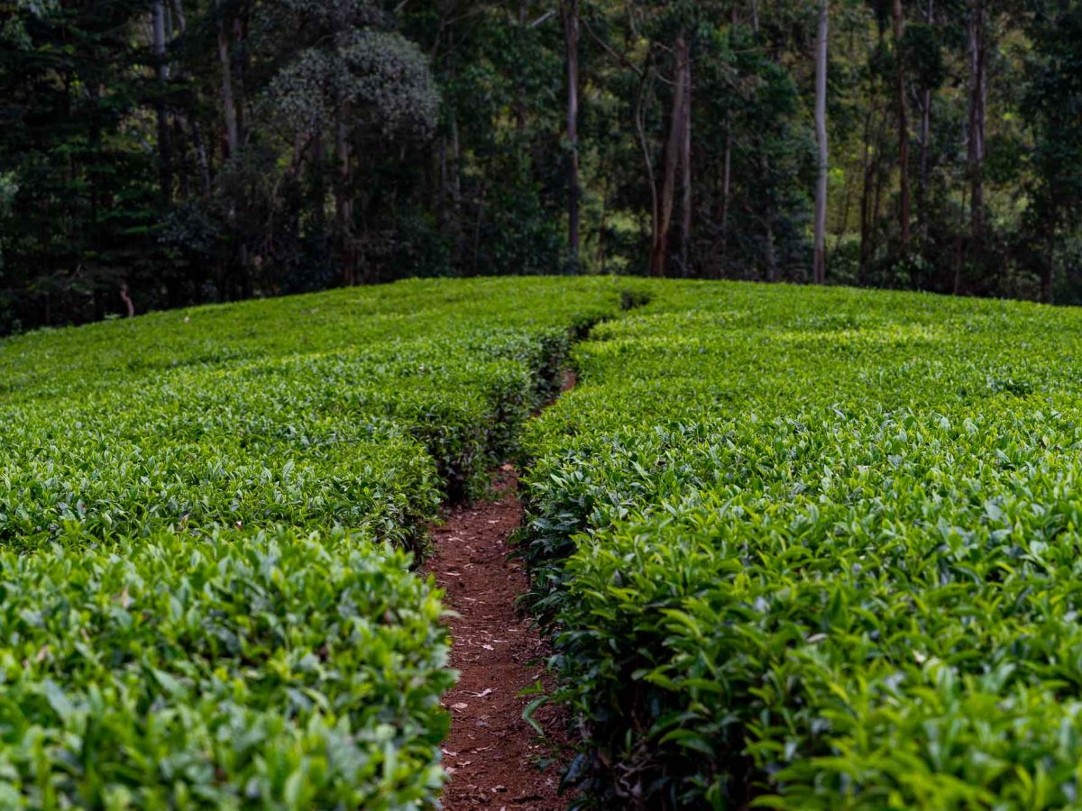 Swimming under a tea&nbsp;waterfall