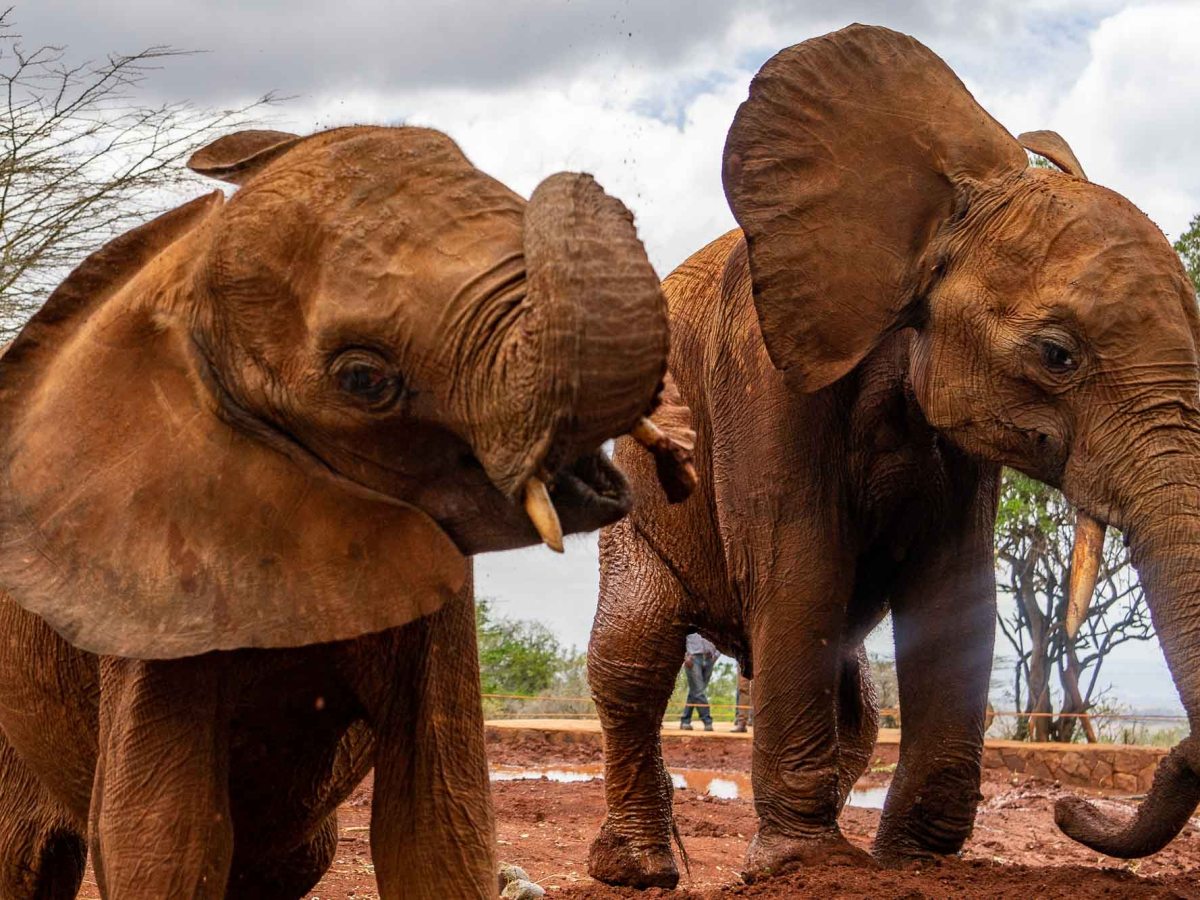 World’s only Wildlife&nbsp;Capital