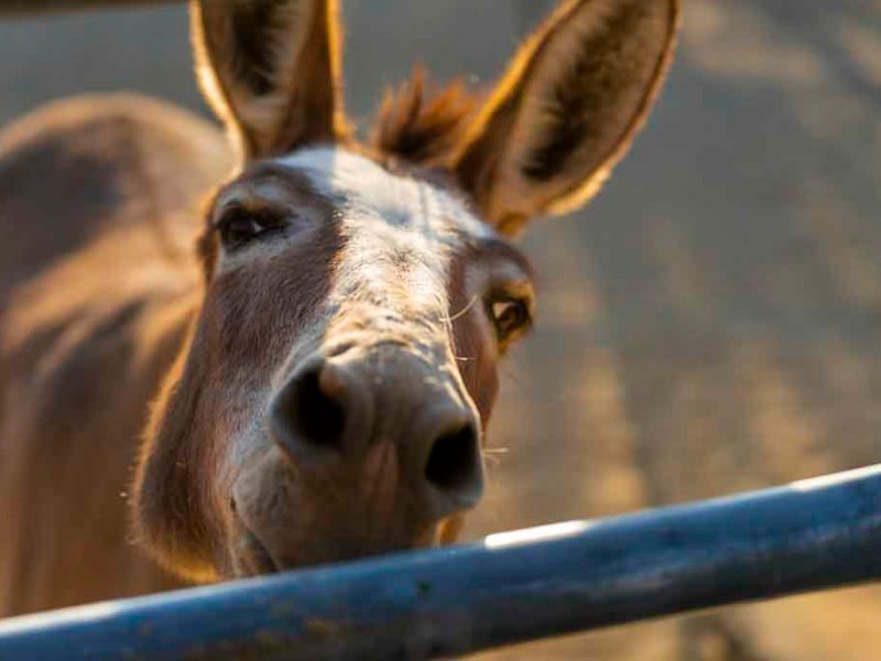 Shakespeare and the Rattle&nbsp;Snakes