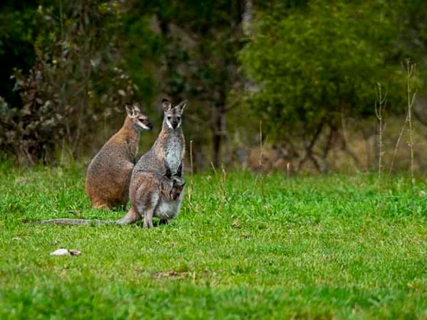 Alone in the&nbsp;forest
