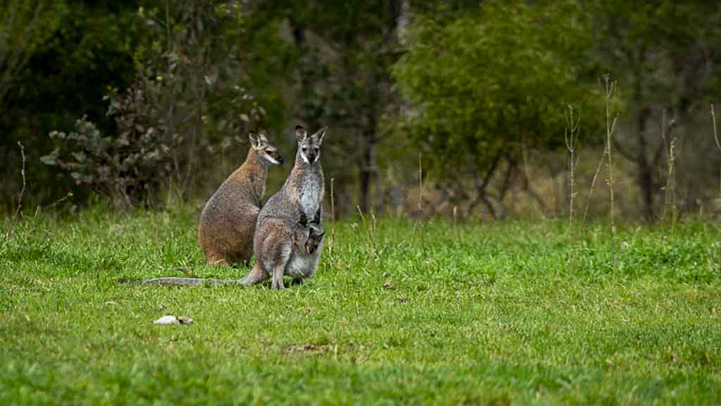 Alone in the&nbsp;forest